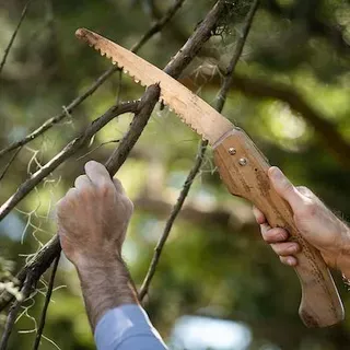 thumbnail for publication: Lawn and Garden Care: Pruning